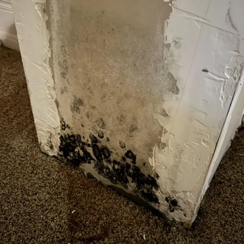 Professional Mold Removal in Goochland County, VA